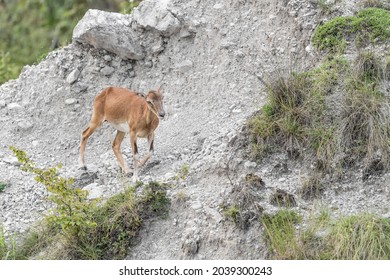 Beautiful Portrait Of European Mouflon In Summer Season (Ovis Aries Musimon(