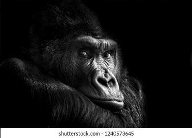 Beautiful Portrait of a Gorilla. Male gorilla on black background