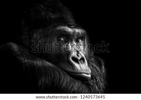 Beautiful Portrait of a Gorilla. Male gorilla on black background