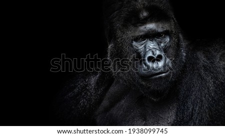 Beautiful Portrait of a Gorilla. Male gorilla on black background, severe silverback, anthropoid ape.