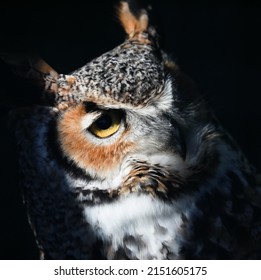 A beautiful portrait of a great horned owl in bright sunlight on a black background