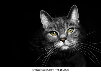 beautiful portrait of a grey cat on a black background