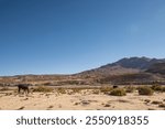 beautiful portrait of a group llamas grazing in the Andes mountain range surrounded by mountains clouds with a blue sky illuminated with natural light in the heights 