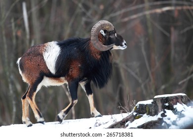 Beautiful portrait of a large mouflon in winter forest