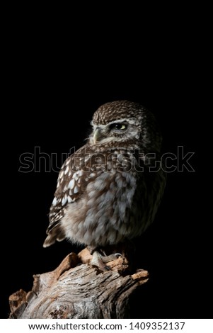 Similar – A young kestrel in the hands of its surrogate mother shortly after feeding