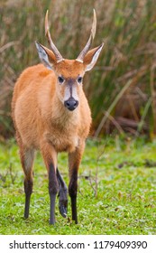 Beautiful Portrait Marsh Deer Blastocerus Dichotomus Stock Photo ...