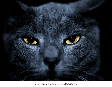 Beautiful Portrait Of A Mean Looking Cat