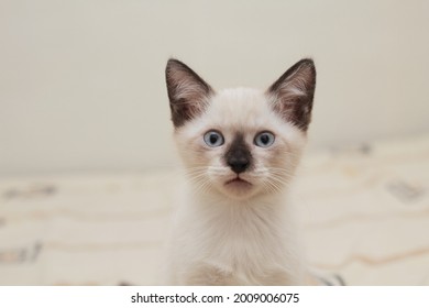 Beautiful Portrait Of Mix Breed Kitten, Himalayan-siamase Cat