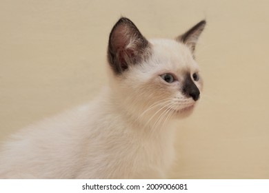 Beautiful Portrait Of Mix Breed Kitten, Himalayan-siamase Cat