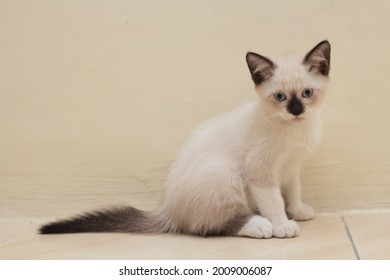 Beautiful Portrait Of Mix Breed Kitten, Himalayan-siamase Cat