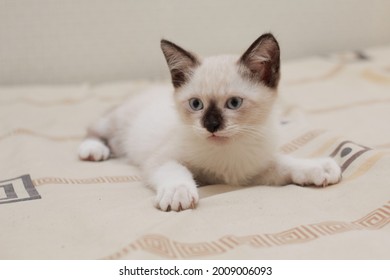 Beautiful Portrait Of Mix Breed Kitten, Himalayan-siamase Cat