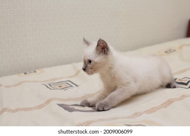 Beautiful Portrait Of Mix Breed Kitten, Himalayan-siamase Cat