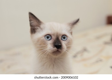 Beautiful Portrait Of Mix Breed Kitten, Himalayan-siamase Cat