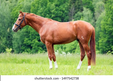 Beautiful portrait of one standing horse 