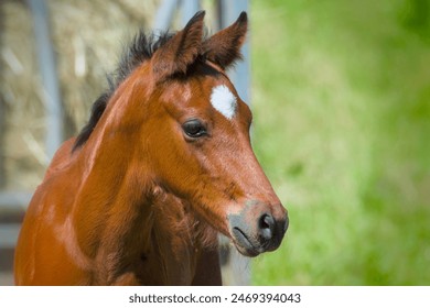 beautiful portrait of a pretty young chestnut foal - Powered by Shutterstock