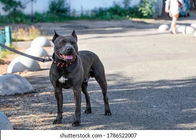 Black Pitbull High Res Stock Images Shutterstock