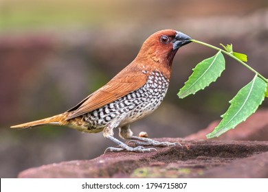 A beautiful Portrait of Scaly-breasted munia or Spotted munia (Lonchura punctulata), the bird is sitting in a blurred background with nesting material in its beak. Bankura, West Bengal, India