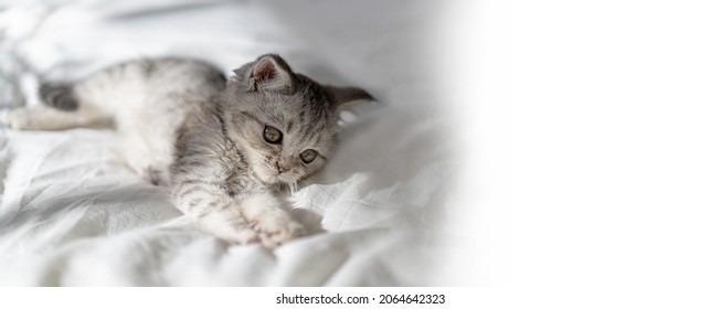 Beautiful portrait of scottish straight kitten on white background. Grey striped Scottish straight-eared cat. International cat day