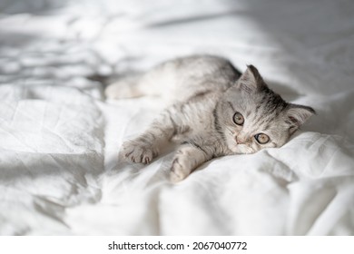 Beautiful portrait of scottish straight kitten on white background. Grey striped Scottish straight-eared cat. International cat day