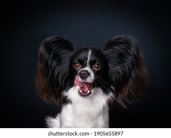 Beautiful portrait of small dog with big ears. Black and white papillon dog in home with black background licks the nose.  Photo of cute funny dog in studio. 