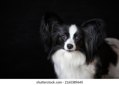 Beautiful portrait of a small dog with big ears. Black and white papillon dog on a black background. Photo of cute funny dog in studio