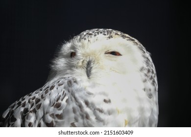 A beautiful portrait of snowy owl in bright sunlight with blurred black background