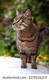 beautiful portrait of a tabby domestic cat looking to the side, standing in the garden on a bag of earth - Shutterstock ID 2278126213