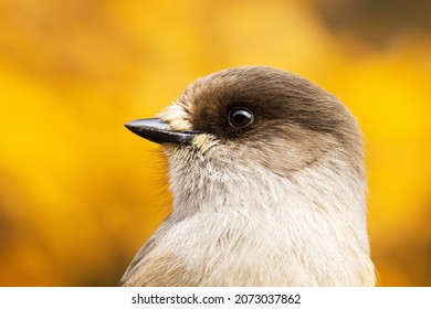 Beautiful Portrait Of A Taiga Bird Siberian Jay, Perisoreus Infaustus In The Middle Of Colorful Autumn Foliage Near Kuusamo, Northern Finland.