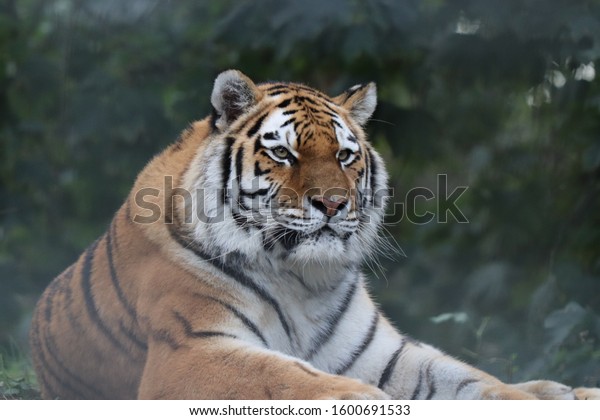 Beautiful Portrait Tiger Looking Into Distance Stock Photo (Edit Now ...