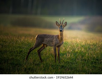 A Beautiful Portrait Of Young Adult Roe Deer Buck During Spring Sunrise. Springtime Scenery Of A Male Roe Deer.