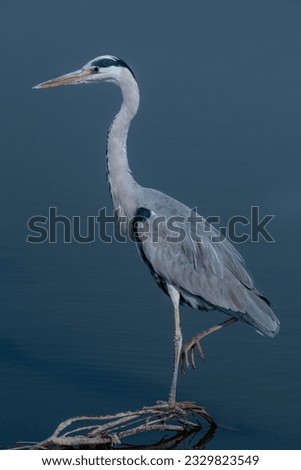 beautiful portraits of wildlife birds, The grey heron is a long-legged wading bird of the heron family, Ardeidae, native throughout temperate Europe and Asia