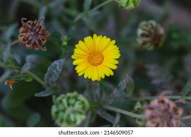 Beautiful Pot marigold.Close up of Colorful Pot Marigold flower. Yellow Flower against Green Leaves. Yellow Pot Marigold Flower. Beautiful Calendula Flower. Natural Flora in flowers nursery.