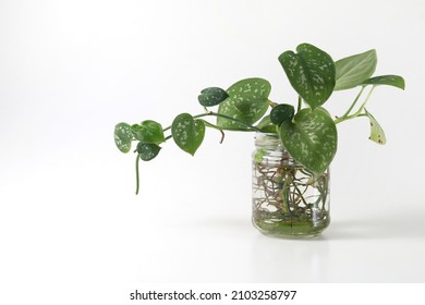 Beautiful Pothos plant in a jar of water against white background. Water propagation plant for interior home decoration.