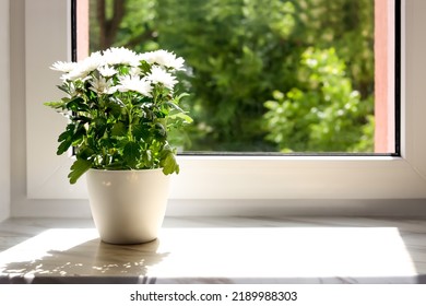 Beautiful potted chrysanthemum flowers on white window sill indoors. Space for text