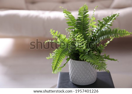 Beautiful potted fern on book in living room. Space for text