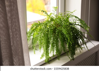 Beautiful Potted Fern Plant On Windowsill At Home