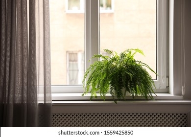 Beautiful Potted Fern Plant On Windowsill At Home