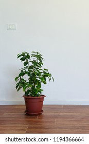 Beautiful Potted Gardenia Plant In An Empty Room, Simple Interior Design