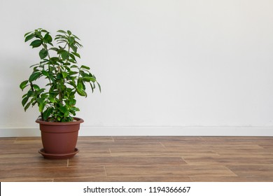 Beautiful Potted Gardenia Plant In An Empty Room, Simple Interior Design