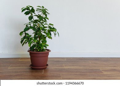 Beautiful Potted Gardenia Plant In An Empty Room, Simple Interior Design