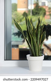 Beautiful Potted Houseplant On White Window Sill