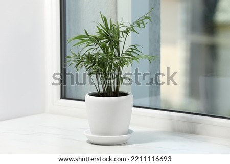 Beautiful potted houseplant on white window sill