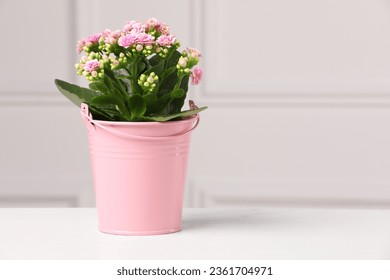 Beautiful potted kalanchoe flower on table near white wall, space for text - Powered by Shutterstock