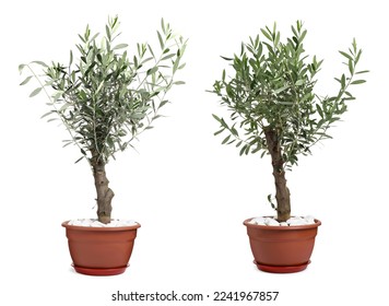 Beautiful potted olive trees on white background, collage - Shutterstock ID 2241967857