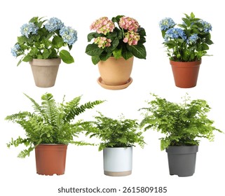 Beautiful potted plants on white background, collage
