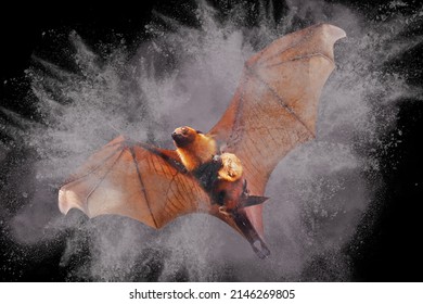 Beautiful Powder Explosion With Bat And Baby Bats Flying Isolated On Black.