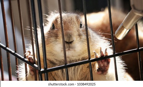 Beautiful Prairie Dog In The Cage. Prairie Dog Is A Popular Pet In Thailand,japan And China.