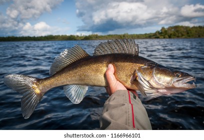 Beautiful predator fish - walleye