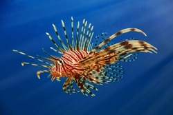 A Beautiful Predatory Pterois Volitans Swims In Search Of Food In Blue Water. Underwater Shooting. Selective Focus, Motion Blur
