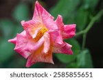 Beautiful pretty pink rose flower or capreoara K Flickr isolated